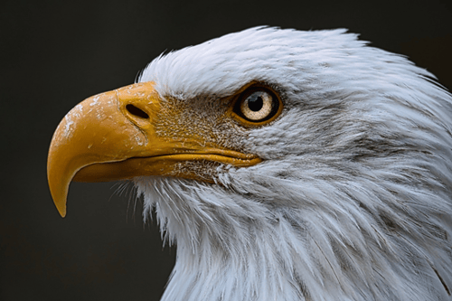 eagle eye